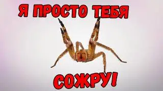Какой паук самый опаснейший в мире?