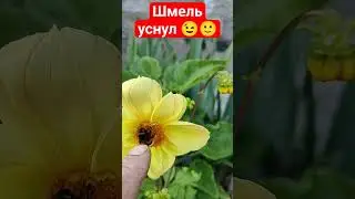 шмель кайфует на цветке🙂