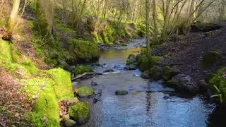 Free Sound Effects - Nature Sounds River and Birds (Royalty-free Sound Effects)