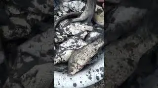 лещ карась сазан