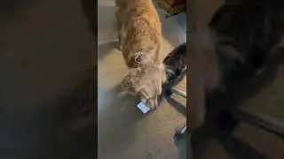 My Dog the Sock Thief