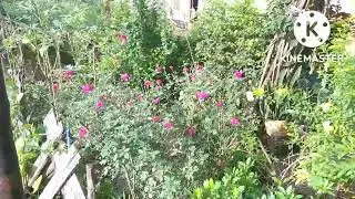 Indian Rose / Dasi rose Plant