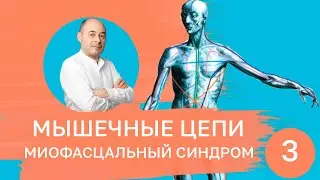 Мышечные цепи. Миофасциальный синдром. Часть 3.