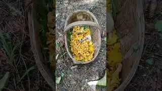 собираю рога лосей