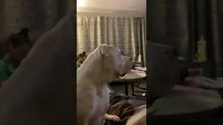 Pitbull Watching TV - Liberty Mutual Insurance Commercial - Emu