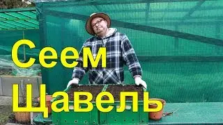 Щавель.Сеем щавель .Огород Баварский.