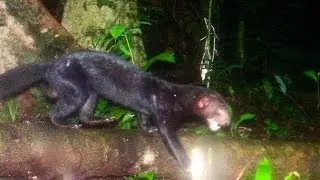 Jungle Tayra will Eat the Iguana Caught on Trail Camera Trap