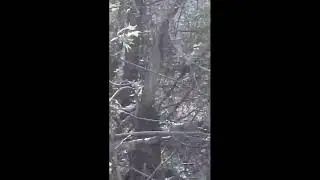 Саблезубые зайцы нападают
