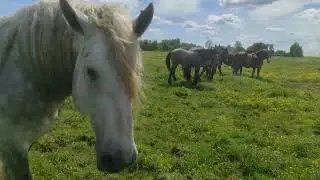 Лошадей выпустили