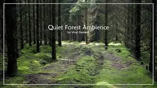 Quiet Forest Ambience @ by VIRAL Element