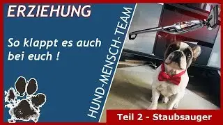 HUNDEERZIEHUNG - aber wie?  FRANZÖSISCHE BULLDOGGE | TEIL 2: STAUBSAUGER