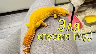 Эублефар | Эля спустя год!