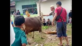 pemotongan sapi kurban idul adha di Dumai part1@hanum313