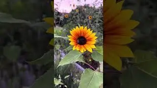 Summer Garden Sunset