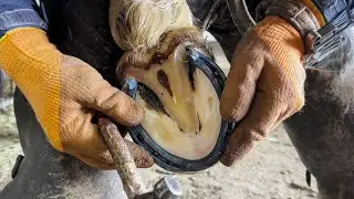 SATISFYING HOOF RESTORATION | ASMR🐎