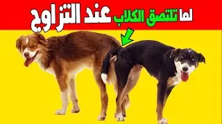لماذا تلتصق الكلاب ببعضها عند التزاوج ويستحيل فصلهم