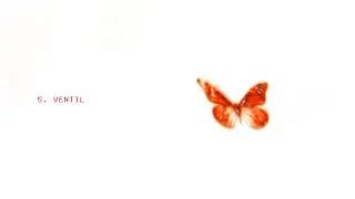 Baskjat - Papillon