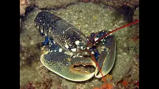 Чем питаются, и как ловят Европейских омаров (European lobsters, Common lobsters), Homarus gammarus?