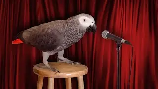 Apollo is the FUNNIEST Talking Parrot