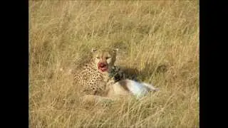 Cheetah kills and eats gazelle