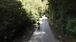 Waipori Forest