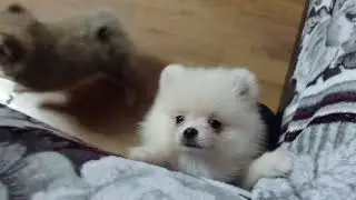 Шпицульки ждут своих мампап