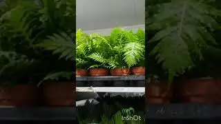 Новая поставка комнатных растений.  Садовый центр Росток