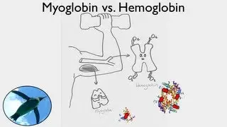 Myoglobin vs. Hemoglobin | Physiology 🐧
