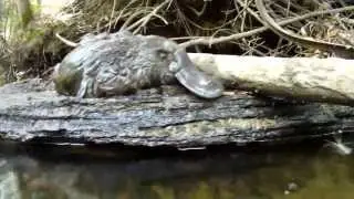 Itchy Platypus - National Park, Tasmania