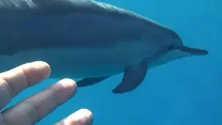 Dauphinville: they live among the dolphins