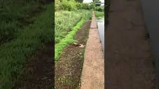Кто это сделал ???  #ореховозуевоw #farming #набережная #duck #лето #nature #offroad 2024 г.