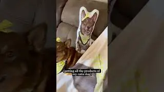 Match My Dog Obsession | MyPetsies©