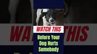 Are You Struggling With Aggressive Dog Behavior? #dogaggression #dogshorts #shorts #dogtraining