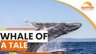 WHALE OF A TALE | Sunrise