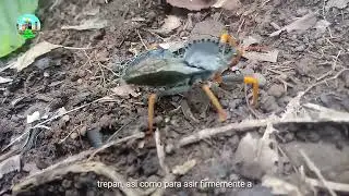 EL CHINCHE ASESINO