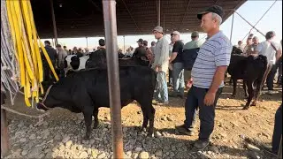 МОЛБОЗОРИ РЕГАР ПАХТАОБОД НАРХО ХЕЛО ХУБ ГУСФАНД ВА БУКАЧА 27 августа 2024 г.