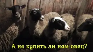 Овцы.Едем смотреть. Купить или нет?