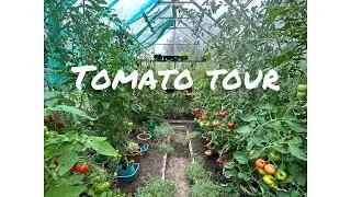 Self sufficiency! 🍅 Tomatoes !