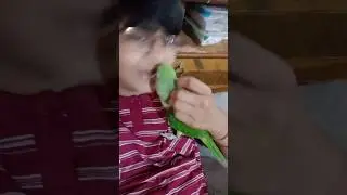 funny parrot videos #bird #birds #parrot #shortsfeed #shorts
