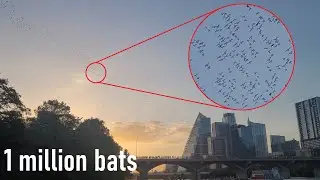 1 Million Bats Living Under Congress Bridge