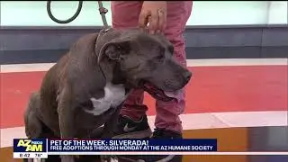 Free Adoptions at the Arizona Humane Society!