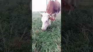 Коровы на пастбище 😁