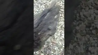 the forest in Austria (Athering)