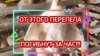 От этого перепела ПОГИБНУТ за час!😭😭😭 охлаждение пепереплятни, чем я спасаюсь.
