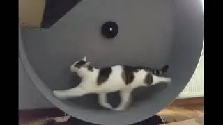 The cat runs to epic music