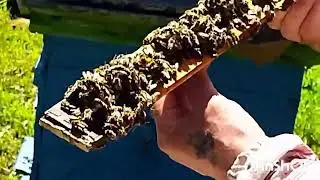 Смотрим результат после прививки.