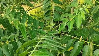 Indian Tree of Heaven - महारूख - Ailanthus excelsa - Maharukh Tree