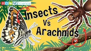 Insects Vs Arachnids