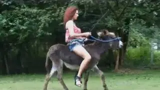 Trying a donkey for a change