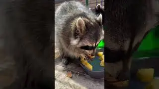 Суперчавканье. Смотреть со звуком!)))